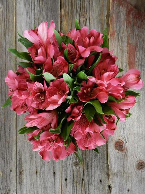 ROME HOT PINK ALSTROEMERIA